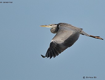 Animali 387